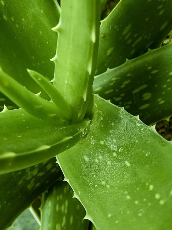 Aloe Vera