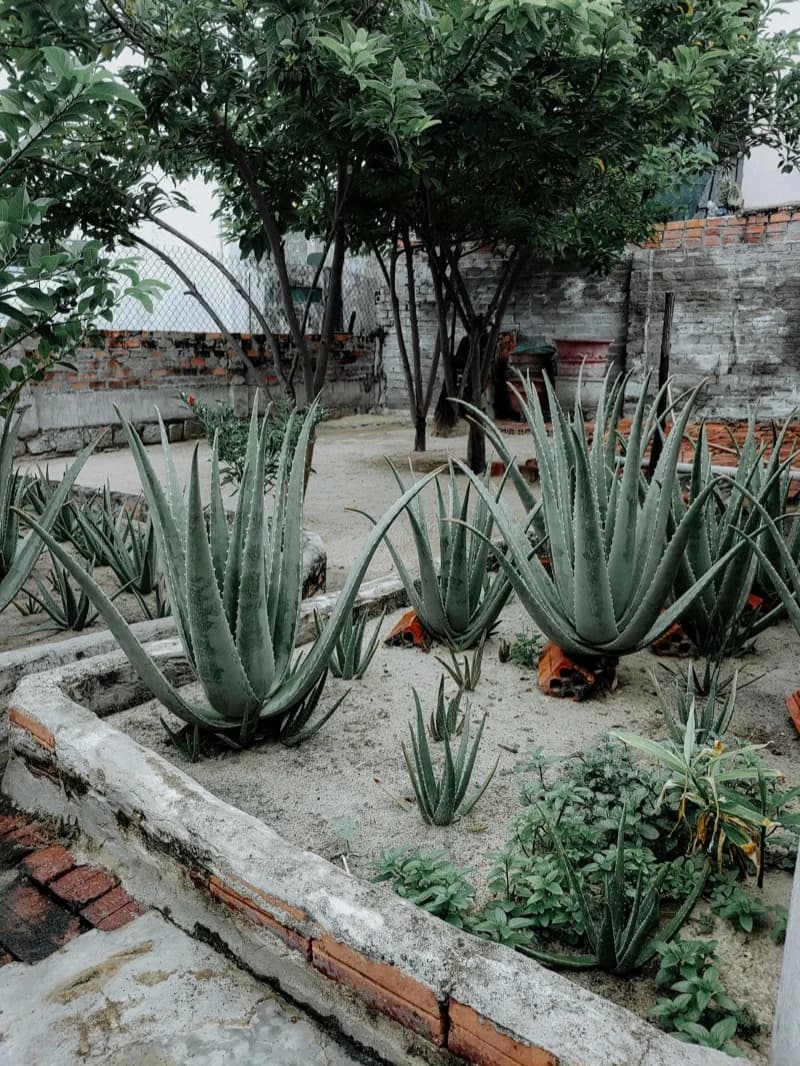 Aloe Vera garden