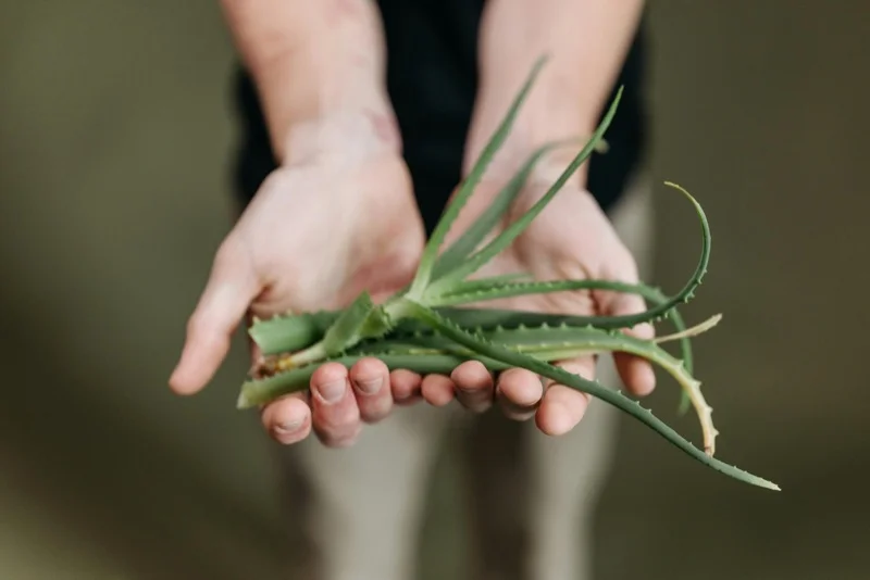Aloe Vera in hands